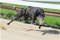 Big_Daddy_Cool_na_scenu_Ceska_greyhound_dostihova_federace_IMG_5436.jpg