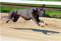 Big_Daddy_Cool_na_scenu_Ceska_greyhound_dostihova_federace_IMG_5446.JPG