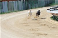 Big_Daddy_Cool_na_scenu_Ceska_greyhound_dostihova_federace_IMG_5457.JPG