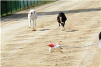 Big_Daddy_Cool_na_scenu_Ceska_greyhound_dostihova_federace_IMG_5484.JPG