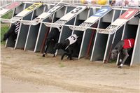 Czech_Grand_Prix_Ceska_greyhound_dostihova_federace_IMG_5506.JPG