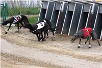 Czech_Grand_Prix_Ceska_greyhound_dostihova_federace_IMG_5507.JPG