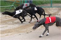 Czech_Grand_Prix_Ceska_greyhound_dostihova_federace_IMG_5508.JPG