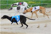 Czech_Grand_Prix_Ceska_greyhound_dostihova_federace_IMG_5526.JPG