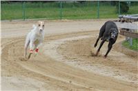 Czech_Grand_Prix_Ceska_greyhound_dostihova_federace_IMG_5571.JPG