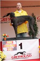 Czech_Grand_Prix_Ceska_greyhound_dostihova_federace_IMG_5617.JPG