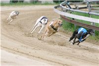 Czech_Grand_Prix_Ceska_greyhound_dostihova_federace_NQ1M0054.JPG