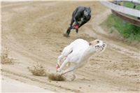 Czech_Grand_Prix_Ceska_greyhound_dostihova_federace_NQ1M0130.JPG