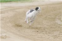 Czech_Grand_Prix_Ceska_greyhound_dostihova_federace_NQ1M0152.JPG