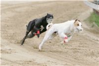 Czech_Grand_Prix_Ceska_greyhound_dostihova_federace_NQ1M0165.JPG