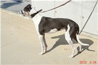 Testovani_chrti_zavodni_drahy_Ceska_greyhound_dostihova_federace_DSC04043-v.JPG