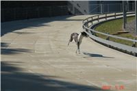 Testovani_chrti_zavodni_drahy_Ceska_greyhound_dostihova_federace_DSC04048.JPG