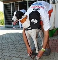 Red_Mills_Cup_2012_Czech_Greyhound_Racing_Federation_DSC04453_u.JPG