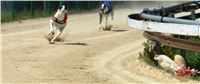 Red_Mills_Cup_2012_Czech_Greyhound_Racing_Federation_DSC04465.JPG