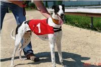 Red_Mills_Cup_2012_Czech_Greyhound_Racing_Federation_DSC04479_u.JPG