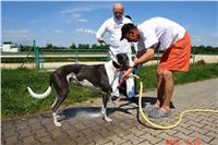 Red_Mills_Cup_2012_Czech_Greyhound_Racing_Federation_DSC04480_u.JPG
