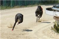 Red_Mills_Cup_2012_Czech_Greyhound_Racing_Federation_DSC04492.JPG