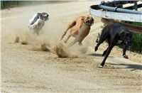 Red_Mills_Cup_2012_Czech_Greyhound_Racing_Federation_DSC04503_u.jpg