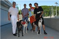 Testovani_chrti_zavodni_drahy_Ceska_greyhound_dostihova_federace_DSC04115.JPG