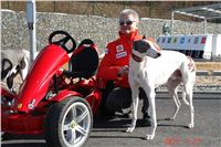 Starting_boxes_Prague_Greyhound_Park_Motol_CGDF_DSC05241.jpg