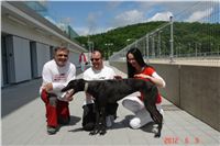 test_Greyhound_Park_Motol_Czech_Greyhound_Racing_Federation_DSC06280.jpg