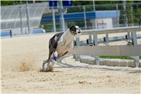 test_Greyhound_Park_Motol_Czech_Greyhound_Racing_Federation_DSC_6188.jpg
