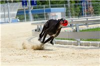 test_Greyhound_Park_Motol_Czech_Greyhound_Racing_Federation_DSC_6198.jpg