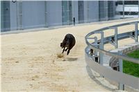 test_Greyhound_Park_Motol_Czech_Greyhound_Racing_Federation_DSC_6203.jpg