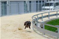 test_Greyhound_Park_Motol_Czech_Greyhound_Racing_Federation_DSC_6205.jpg