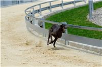 test_Greyhound_Park_Motol_Czech_Greyhound_Racing_Federation_DSC_6211.jpg