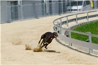 test_Greyhound_Park_Motol_Czech_Greyhound_Racing_Federation_DSC_6217.jpg