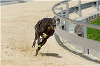 test_Greyhound_Park_Motol_Czech_Greyhound_Racing_Federation_DSC_6221.jpg