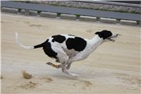 test_Greyhound_Park_Motol_Czech_Greyhound_Racing_Federation_IMG_5868.jpg