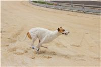 test_Greyhound_Park_Motol_Czech_Greyhound_Racing_Federation_IMG_5991.jpg