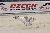 test_Greyhound_Park_Motol_Czech_Greyhound_Racing_Federation_IMG_6021.jpg