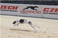 test_Greyhound_Park_Motol_Czech_Greyhound_Racing_Federation_IMG_6081.jpg