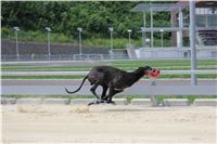 test_Greyhound_Park_Motol_Czech_Greyhound_Racing_Federation_IMG_6151.jpg