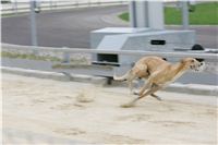 test_Greyhound_Park_Motol_Czech_Greyhound_Racing_Federation_NQ1M0041.jpg