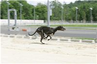 test_Greyhound_Park_Motol_Czech_Greyhound_Racing_Federation_NQ1M0187.jpg