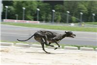 test_Greyhound_Park_Motol_Czech_Greyhound_Racing_Federation_NQ1M0189.jpg