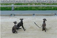 10_Tv_audio_video_Greyhound_Park_Motol_Czech_Greyhound_Racing_Federation_DSC07505.JPG