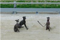 11_Tv_audio_video_Greyhound_Park_Motol_Czech_Greyhound_Racing_Federation_DSC07506.JPG