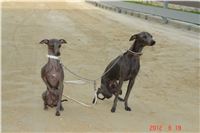 13_Tv_audio_video_Greyhound_Park_Motol_Czech_Greyhound_Racing_Federation_DSC07512.JPG