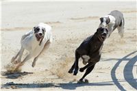 Greyhound_Park_test_racing_CGDF_DSC_6561.jpg