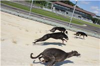 Greyhound_Park_test_racing_CGDF_IMG_6680.JPG