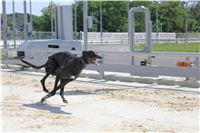 Sjudraget_Dole_Prague_Czech_Greyhound_Racing_Federation_IMG_6774.JPG