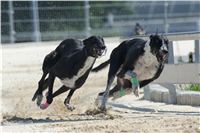 Greyhound_Park_test_racing_CGDF_DSC_6599.jpg