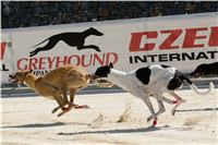 Greyhound_Park_test_racing_CGDF_DSC_6629.jpg