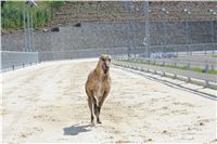 Swift_Cruise_Prague_Czech_Greyhound_Racing_Federation_IMG_6801.JPG