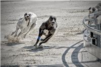 art_chrti_test_Greyhound_Park_Prague_CGDF_DSC_6560.jpg